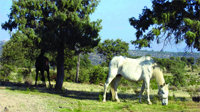 Durante el paseo se pueden ver caballos pastando. 