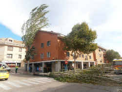 Un árbol se ha desplomado a lo largo de la calzada de la calle Carlos Picabea