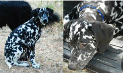 Aparece uno de los dos perros perdidos en Peñascales el día 25