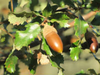 `Bellotada´ contra el complejo de Golf en la Finca de el Garzo.