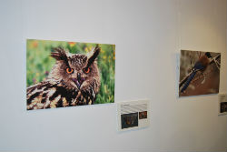 Inaugurada la exposición sobre la fauna ibérica en Torrelodones 