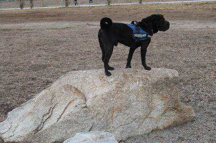 Collado Villalba estrena un parque en el que mandan los perros