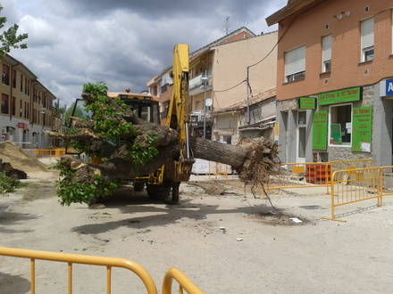 Un ejemplar incompatible con las obras de la Calle Real.