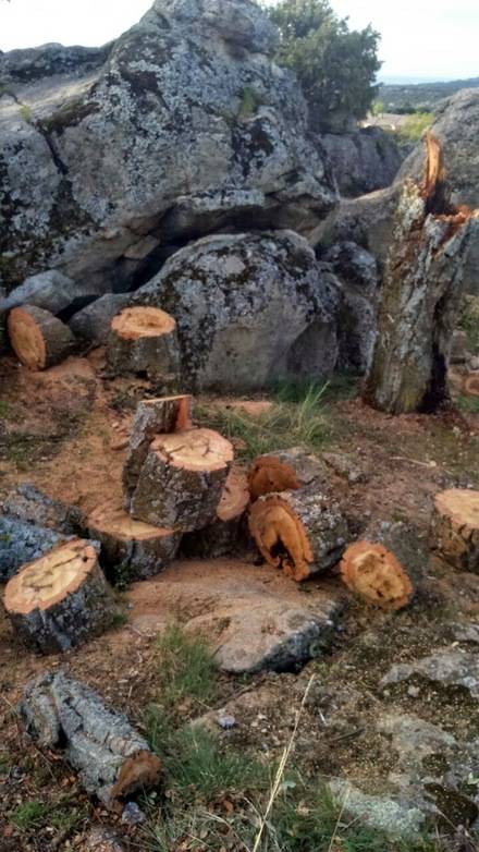 IU denuncia un nuevo arboricidio en Hoyo de Manzanares