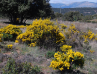 Un jardín botánico para Los Lanchares de Castilla