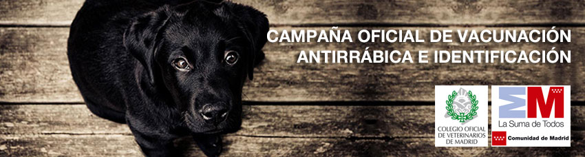 Campaña oficial de vacunación antirrábica e identificación