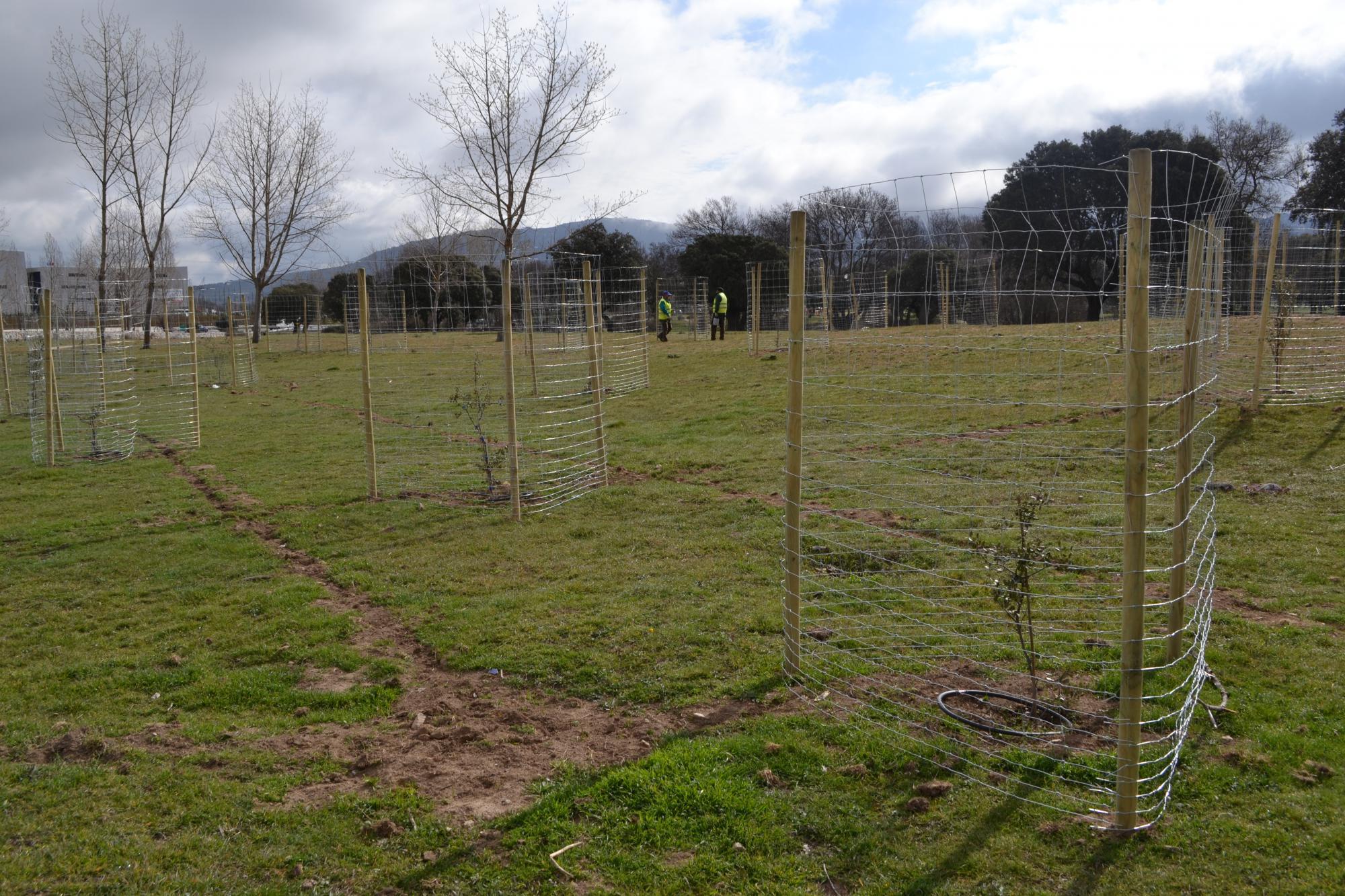 El Hospital General de Collado Villalba planta más de 1.500 árboles en zonas verdes del municipio