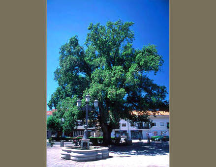 El árbol del año 2016 puede estar en la Sierra de Guadarrama