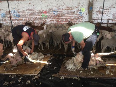 Esquileo de ovejas merinas antes de iniciar su trashumancia al Norte