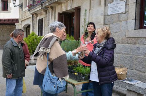 Plantas y árboles para celebrar el Día Mundial del Medio Ambiente