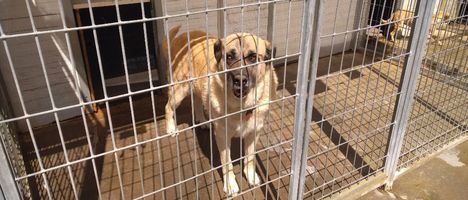 Fenixcan busca familias para casi setenta perros abandonados