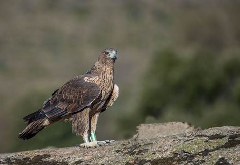 Las águilas de Bonelli vuelven a la Cuenca Alta de Manzanares