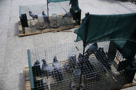 Campaña periódica de control de palomas en el municipio