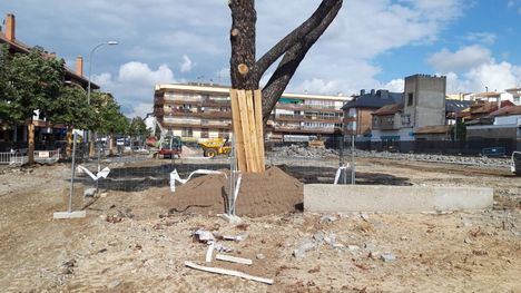 Preocupación por el arbolado de la Plaza de Los Belgas