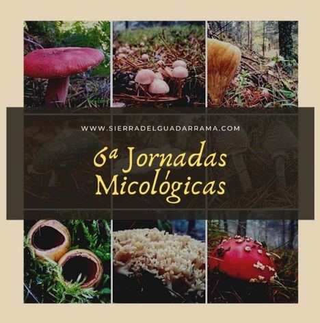 Jornadas micológicas en nueve municipios de la Sierra