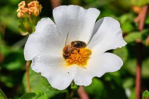 Una guía para conocer la flora y vegetación de Torrelodones