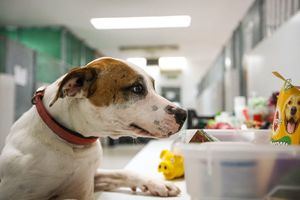Ofrecimiento de plazas para los perros de personas sin hogar afectadas por el coronavirus