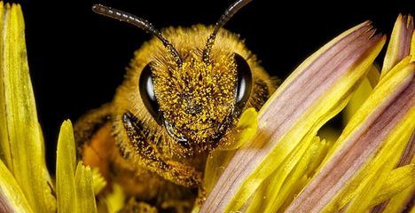 Charlas online sobre la biodiversidad de Hoyo de Manzanares