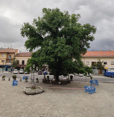 La Olma de Guadarrama sigue libre de grafiosis