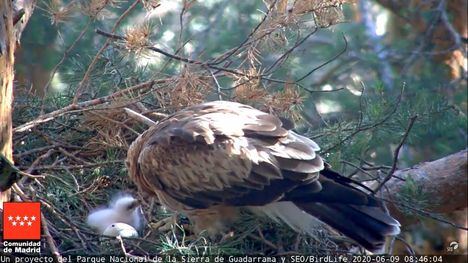 Nace el primer pollo de águila calzada en el Parque Nacional de la Sierra de Guadarrama