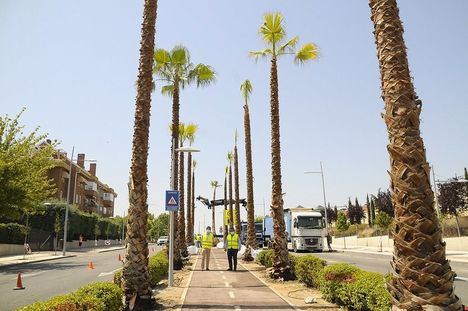 Boadilla comienza a plantar palmeras en la avenida Infante D. Luis