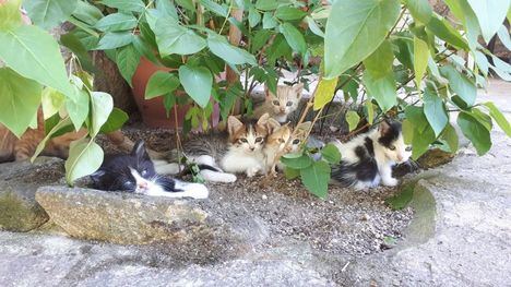 Se busca familia para 19 gatitos y cuatro gatas