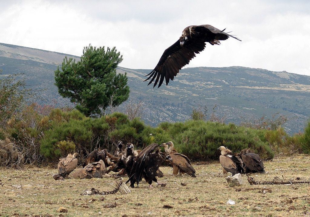 La Comunidad anilla un pollo de buitre negro nacido en el Parque Nacional