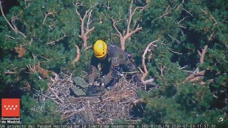 Muere la cría de buitre negro anillada en el Parque Nacional