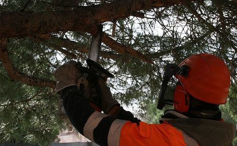 Torrelodones pone en marcha el servicio de recogida de podas y residuos vegetales