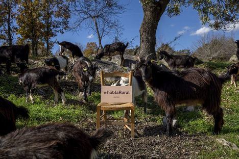 Las cabras de El Boalo, protagonistas de la campaña de Greenpeace por el Día del Orgullo Rural