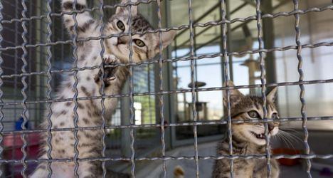 La Comunidad promueve la adopción de animales en la Feria 100 x 100 Mascota, que se celebra en IFEMA