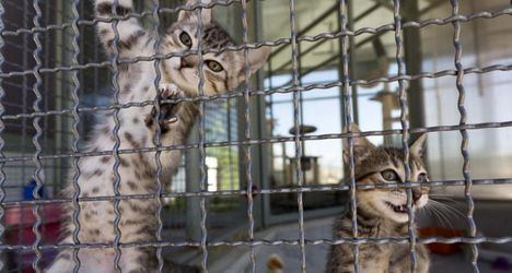 La Comunidad promueve la adopción de animales en la Feria 100 x 100 Mascota, que se celebra en IFEMA