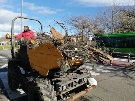 Majadahonda cifra en casi 14 millones de euros los daños del arbolado durante Filomena
 