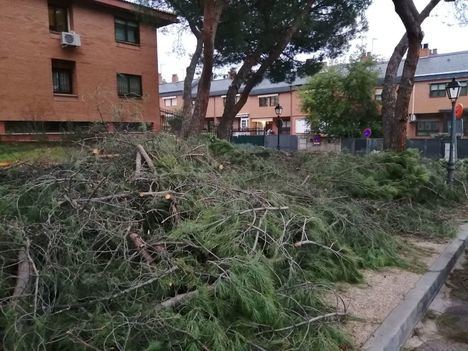 El PSOE de Torrelodones demanda un plan urgente de recuperación de arbolado tras el paso de Filomena