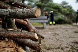 Las Rozas pone a disposición de los vecinos leña en la planta de astillaje de Monterrozas
 