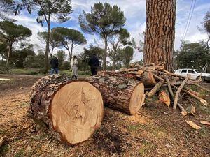 Majadahonda reabre el sábado más de 30 hectáreas del Monte del Pilar, ya limpias tras el paso de Filomena
 