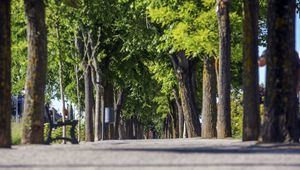Las Rozas recibe el reconocimiento ‘Tree Cities of the World’ de la FAO por su gestión del arbolado urbano