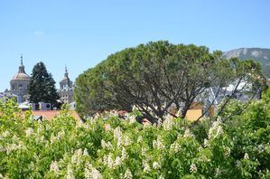 San Lorenzo propone una Ruta por sus árboles singulares para celebrar el Día Internacional de los Bosques