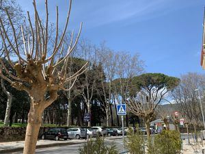 El Ayuntamiento de El Escorial planta siete nuevas moreras en la Avenida Reyes Católicos
 