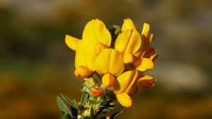 El destino Sierra de Guadarrama declara ‘Capital del Cambroño en Flor’ a Los Molinos