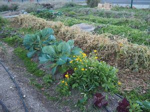 El Aula Ambiental de Torrelodones celebra el Día de la Tierra estrenando un rincón de polinizadores