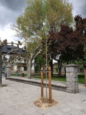 Guadarrama repone más de 60 árboles en distintas calles de la localidad