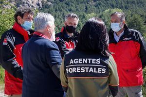 En el último año, la Pedriza ha asistido al nacimiento de cien crías de buitre leonado