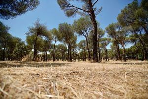 Las Rozas completará este mes de junio el desbroce de unas 350 hectáreas de terreno
 