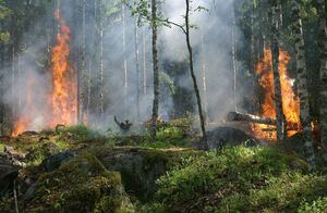 La Comunidad de Madrid recuerda que está prohibido hacer cualquier tipo de fuego en terreno forestal
 