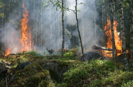 La Comunidad de Madrid recuerda que está prohibido hacer cualquier tipo de fuego en terreno forestal
 
