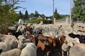 El rebaño de la Trashumancia regresa a Madrid desde los pastos del Note y dormirá en Guadarrama el sábado