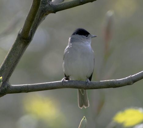 El SEJUVE de Guadarrama ofrece una nueva apuesta medioambiental centrada en las aves de la Sierra