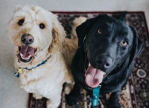 La Comunidad de Madrid celebra este fin de semana el XVI Salón de la Adopción de animales domésticos