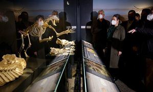 El Museo Arqueológico Regional estrena una nueva sala de paleontología